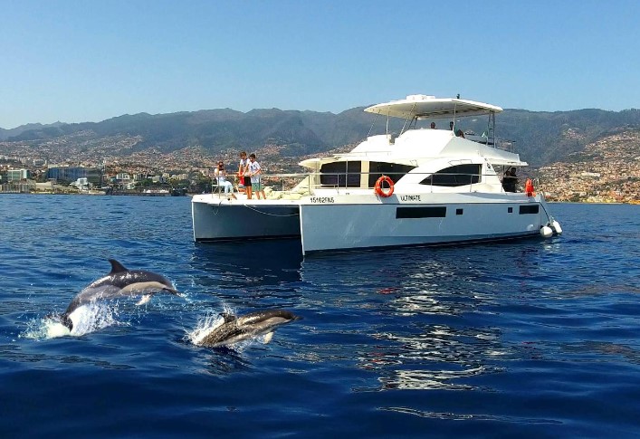What You Should Know About Dolphin Watching